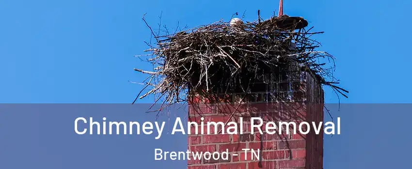 Chimney Animal Removal Brentwood - TN