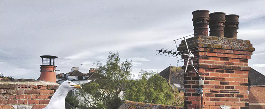 Chimney Cleaning And Restoration in Brentwood, Tennessee